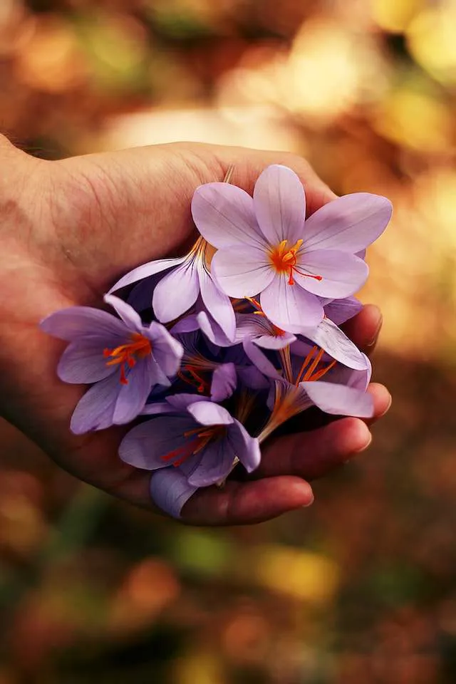 Fiori viola in una mano